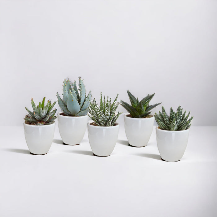 Sukkulenter & Kaktus Æske + Hvide Plantepotter