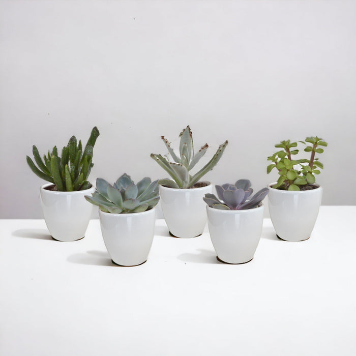 Sukkulenter & Kaktus Æske + Hvide Plantepotter