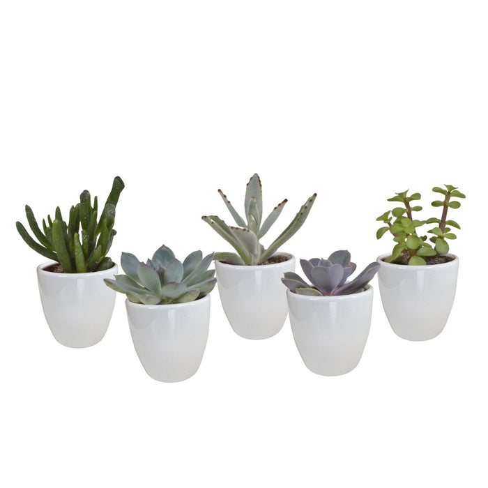 Sukkulenter & Kaktus Æske + Hvide Plantepotter