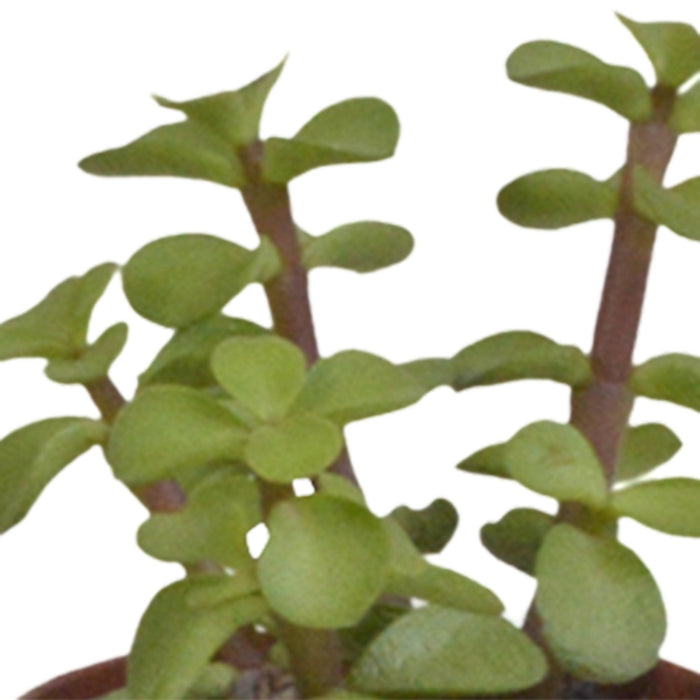 Sukkulenter & Kaktus Æske + Hvide Plantepotter