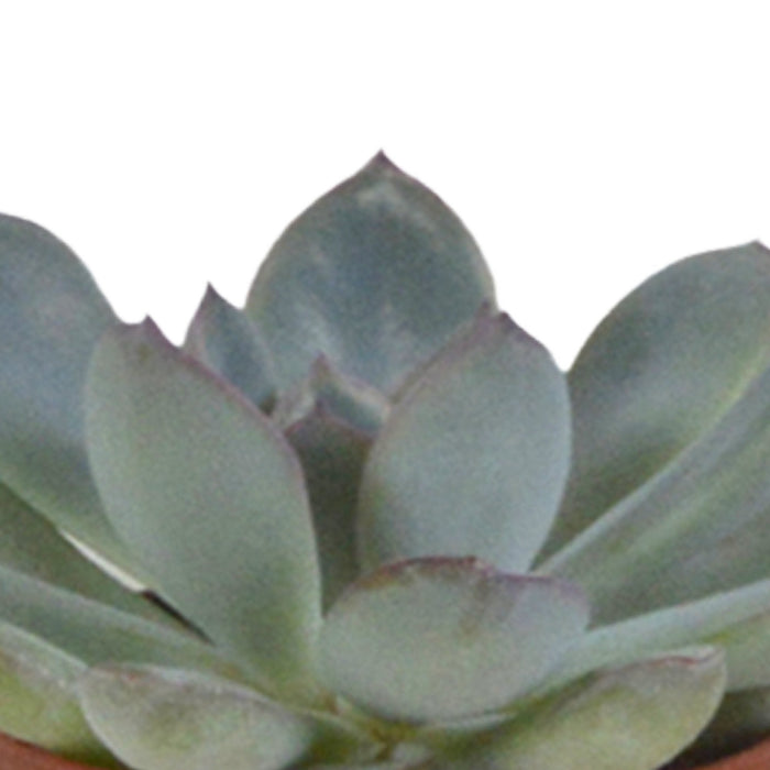 Sukkulenter & Kaktus Æske + Hvide Plantepotter