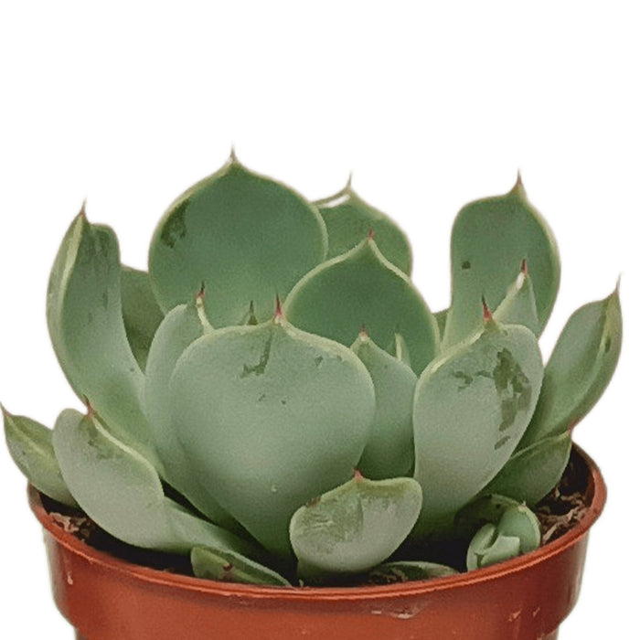 Sukkulentæske - Sæt Med 10 Planter, H13Cm