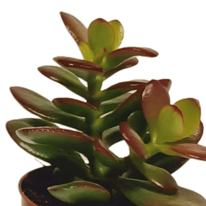 Sukkulentæske - Sæt Med 10 Planter, H13Cm