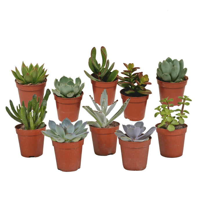 Sukkulentæske - Sæt Med 10 Planter, H13Cm