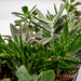 Sukkulentæske - Sæt Med 6 Planter, H12Cm - Mini Plantegaveæske