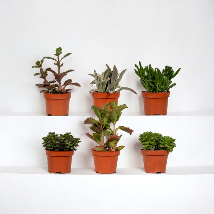Sukkulentæske - Sæt Med 6 Planter, H12Cm - Mini Plantegaveæske