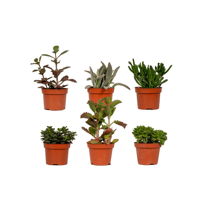 Sukkulentæske - Sæt Med 6 Planter, H12Cm - Mini Plantegaveæske