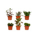 Sukkulentæske - Sæt Med 6 Planter, H12Cm - Mini Plantegaveæske