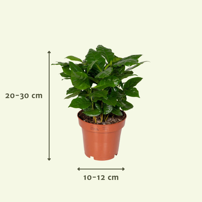 Surprise Box - Sæt Med 8 Planter