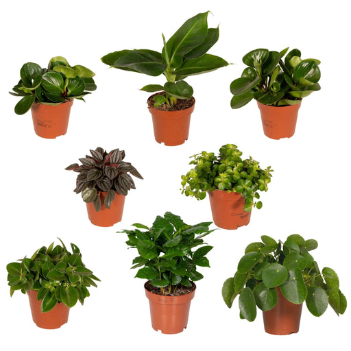 Surprise Box - Sæt Med 8 Planter