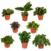 Surprise Box - Sæt Med 8 Planter
