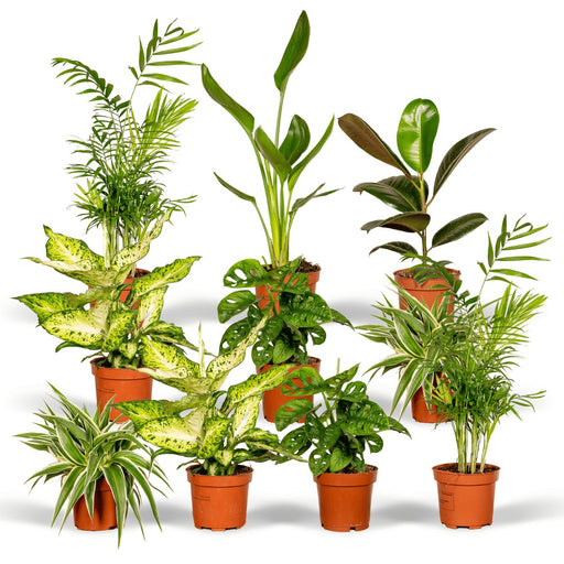 Surprise Box - Stueplanter