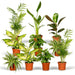Surprise Box - Stueplanter