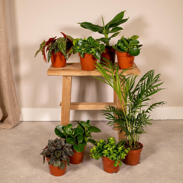 Surprise Box - Stueplanter