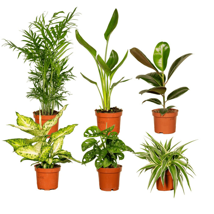 Surprise Box - Stueplanter