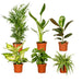 Surprise Box - Stueplanter