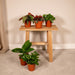Surprise Box - Stueplanter