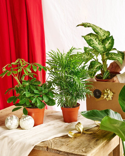 Surprise Box - Stueplanter