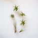 Tillandsia Box - Sæt Med 10 Planter, Air Plant
