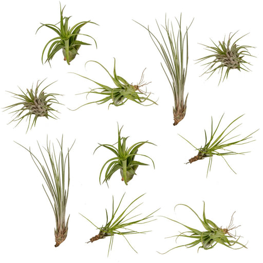 Tillandsia Box - Sæt Med 10 Planter, Air Plant