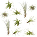 Tillandsia Box - Sæt Med 10 Planter, Air Plant