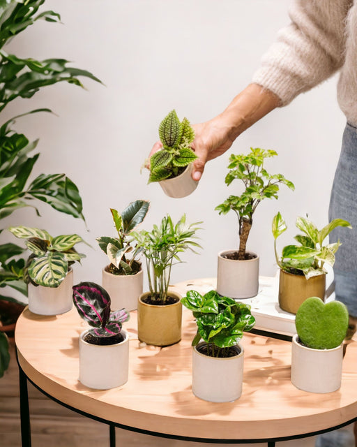 Topboks - 9 Babyplanter