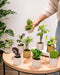 Topboks - 9 Babyplanter