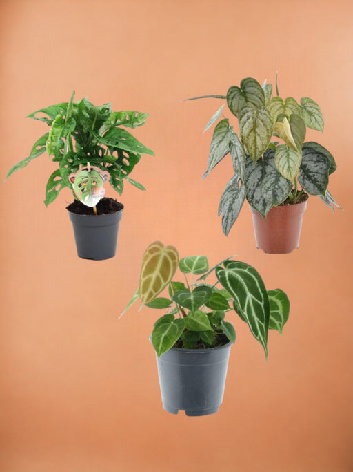 Sjældne Planter Trio Box H25Cm