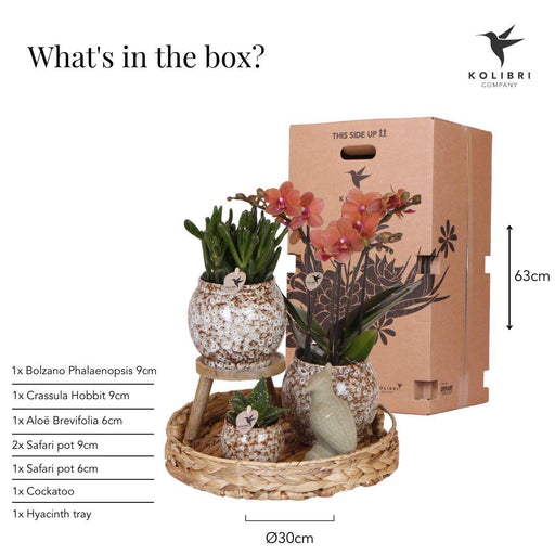 Utæmmet Naturæske: Phalaenopsis Orkidé Og Sukkulente Planter