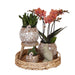 Utæmmet Naturæske: Phalaenopsis Orkidé Og Sukkulente Planter