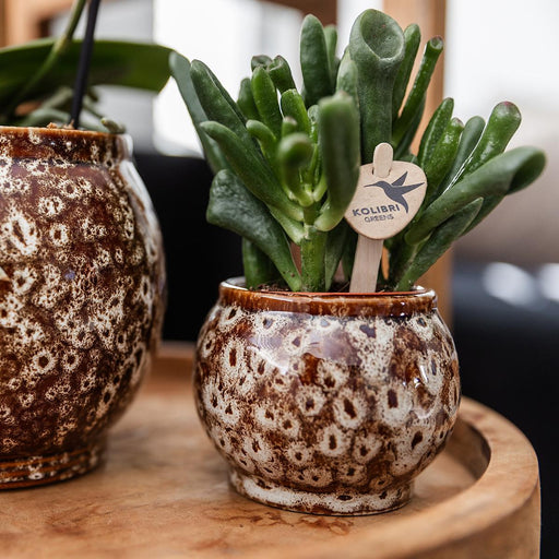 Utæmmet Naturæske: Phalaenopsis Orkidé Og Sukkulente Planter