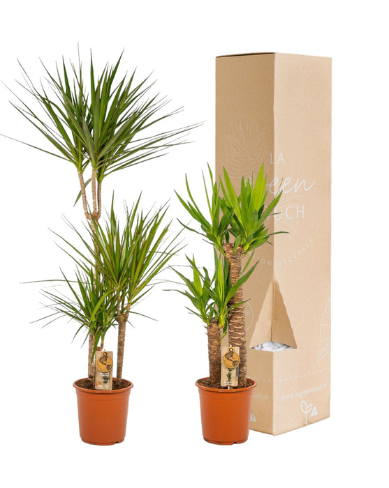 Yucca, Dracaena Æske - Sæt Med 2 Planter