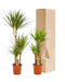 Yucca, Dracaena Æske - Sæt Med 2 Planter