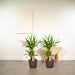 Yucca Æske - Sæt Med 2 Planter, H90Cm