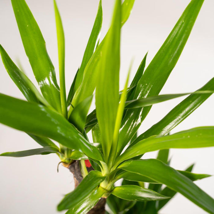Yucca Æske - Sæt Med 2 Planter, H90Cm