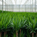 Yucca Æske - Sæt Med 2 Planter, H90Cm