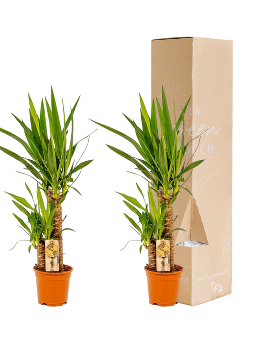 Yucca Æske - Sæt Med 2 Planter, H90Cm