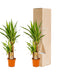 Yucca Æske - Sæt Med 2 Planter, H90Cm