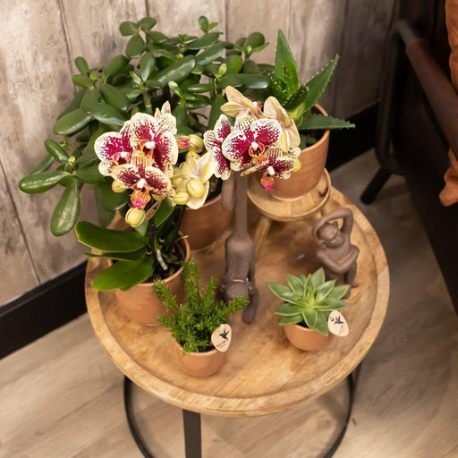 Combi Deal 2 Phalaenopsis Rød Og Gul - Spanien - Blomstrende Plante