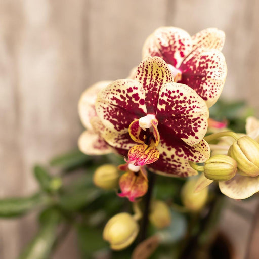 Combi Deal 2 Phalaenopsis Rød Og Gul - Spanien - Blomstrende Plante