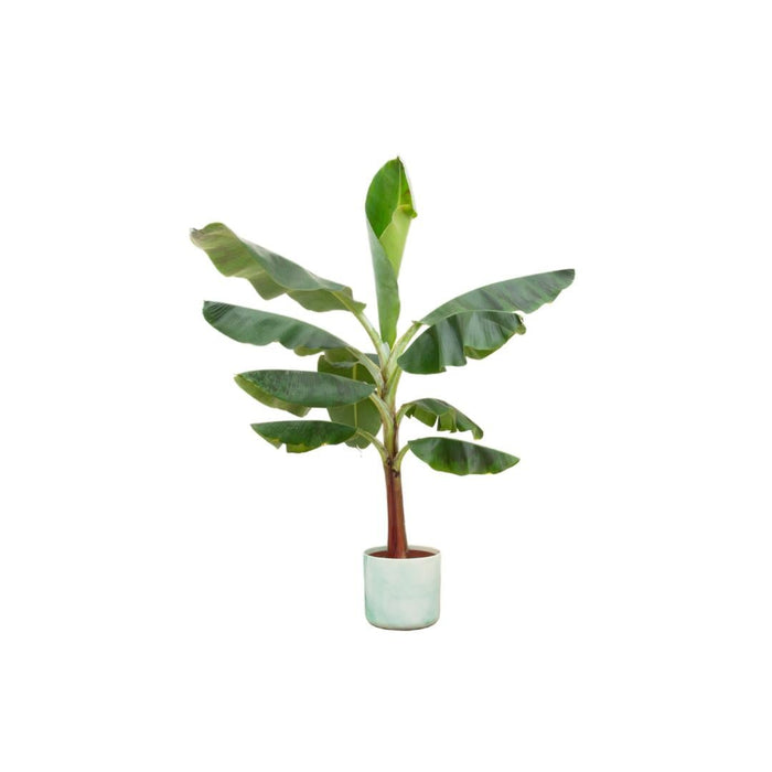 Combi Deal - Bananenplant (Musa) Inclusive Ocean Round Pacific Green Ø22 - 120 Cm