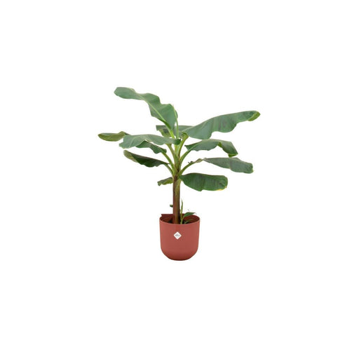 Combi Deal - Bananenplant (Musa) Inklusive Elho Jazz Rund Stang Ø23 - 120 Cm