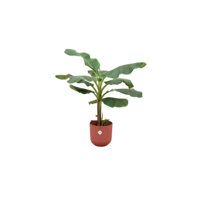 Combi Deal - Bananenplant (Musa) Inklusive Elho Jazz Rund Stang Ø23 - 120 Cm