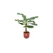 Combi Deal - Bananenplant (Musa) Inklusive Elho Jazz Rund Stang Ø23 - 120 Cm