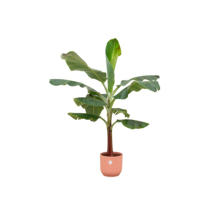 Combi Deal - Bananenplant (Musa) Inklusive Elho Vibes Fold Rund Rose Ø22 - 120 Cm