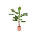 Combi Deal - Bananenplant (Musa) Inklusive Elho Vibes Fold Rund Rose Ø22 - 120 Cm