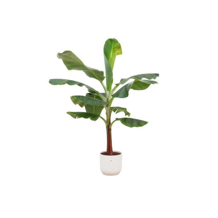 Combi Deal - Bananenplant (Musa) Inklusive Elho Vibes Fold Rund Wit Ø22 - 120 Cm