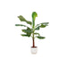 Combi Deal - Bananenplant (Musa) Inklusive Elho Vibes Fold Rund Wit Ø22 - 120 Cm