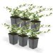Cotoneaster Dammeri - Sæt Med 6 Stk