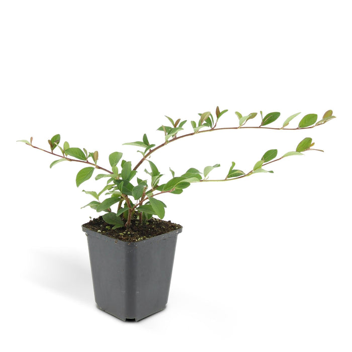 Cotoneaster Dammeri - Sæt Med 6 Stk